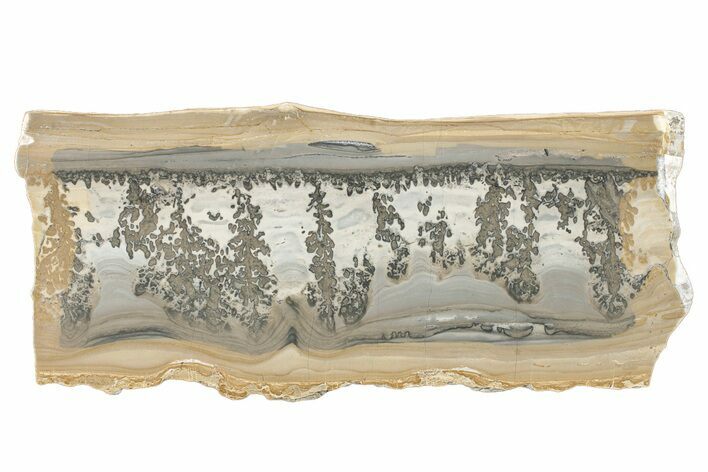 Triassic Aged Stromatolite Fossil - England #279491